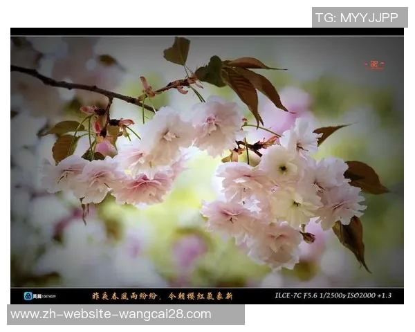 樱花VS春风细雨谁能更好地描绘这段温柔的季节故事